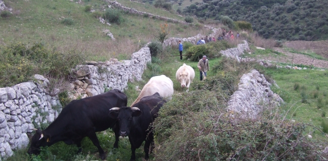 KALURA TREKKING IBLEI